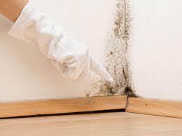 Professional Mold Removal in Crystal Lake, CT